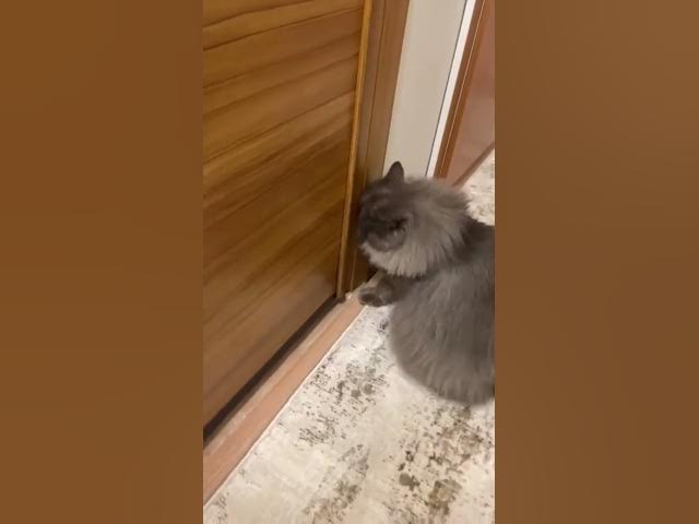 Video thumbnail for duman kapı tırmalama