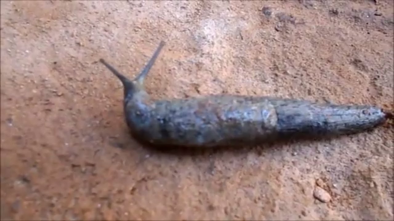 'Video thumbnail for SNAIL IN ACTION/Snail movement/Snail in India.'