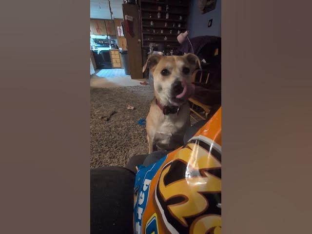 Video thumbnail for got to love them