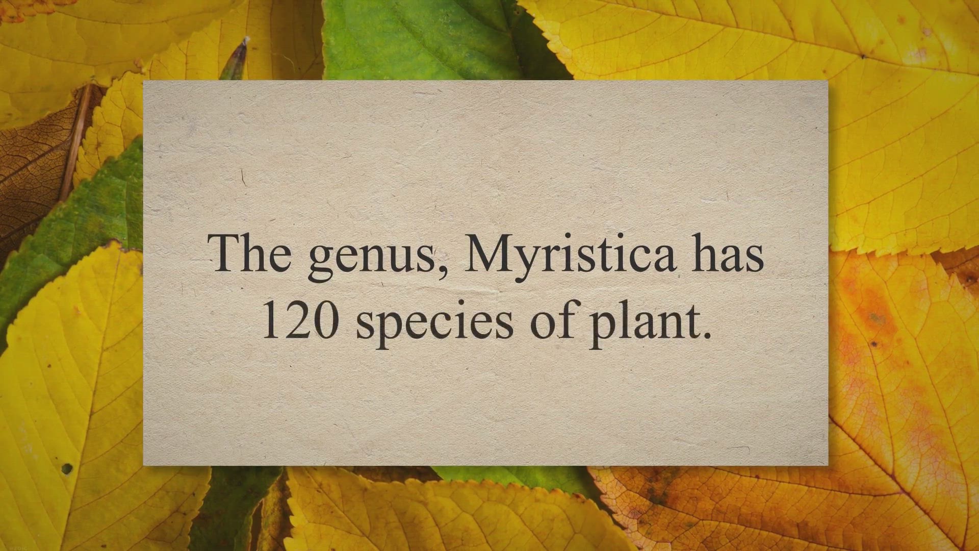 Video thumbnail for Nutmeg (Myristica fragrans): Main Nutritional and Health Benefits