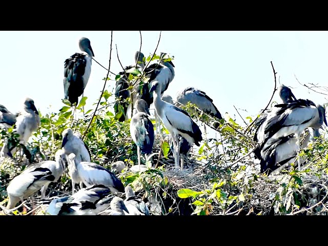 Video thumbnail for Amazing in here, Crane bird with others bird live alot