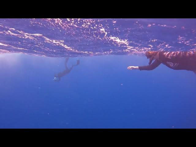 Video thumbnail for Shark Snorkel: Guide to Swimming with Sharks in HNL