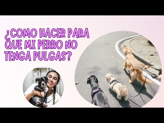 Video thumbnail for ¿Como hacer para que mi perro no tenga pulgas?