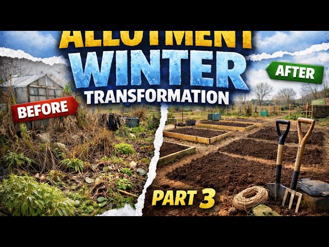 Video thumbnail for 🎥 ✅ ❄️ Allotment Winter Transformation Part 3 🌿 | Big Changes on the Plot! |