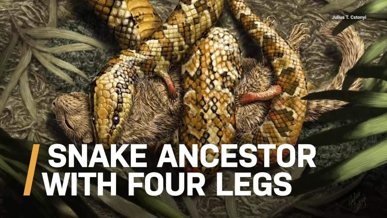 Video thumbnail for A closer look at Tetrapodophis, the four-legged hugging snake.