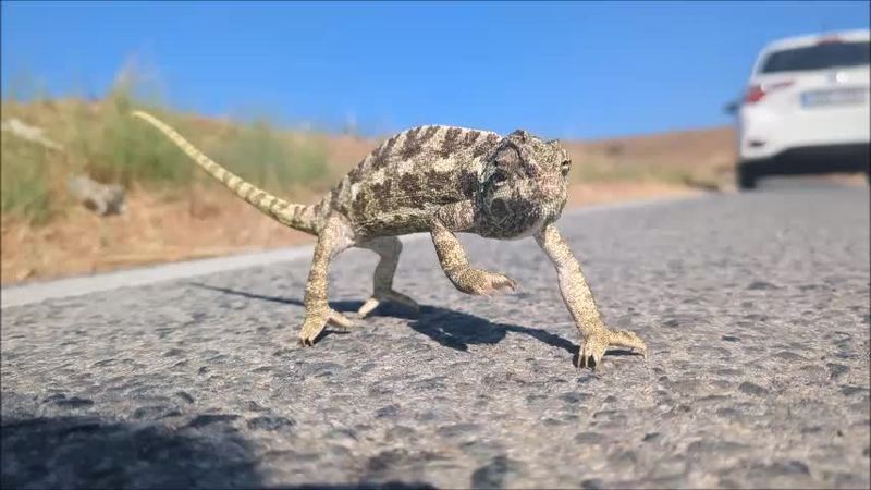 Video thumbnail for Helping a Chameleon Cross a Country Road Safely