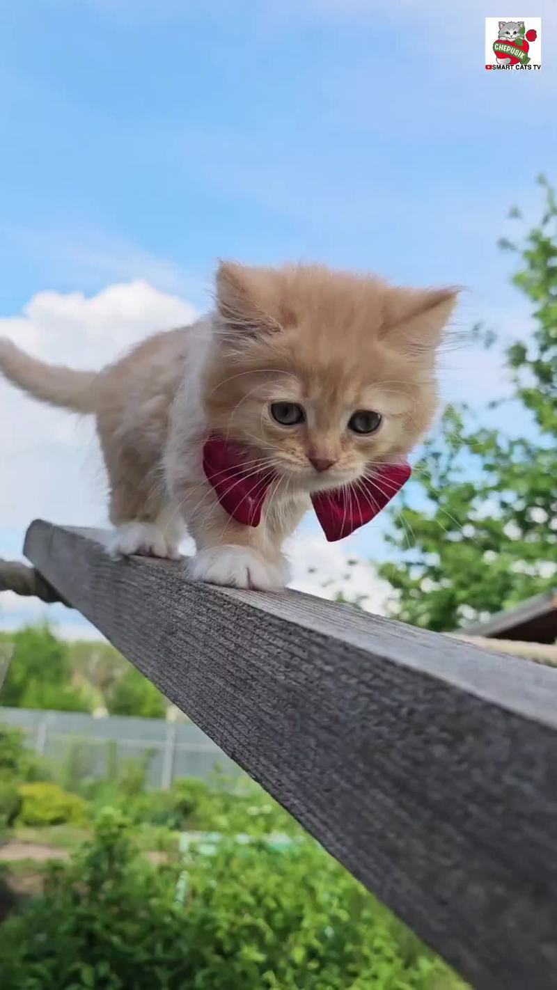 Video thumbnail for Kitten in Red Bow Brings a Dandelion to Mama Cat