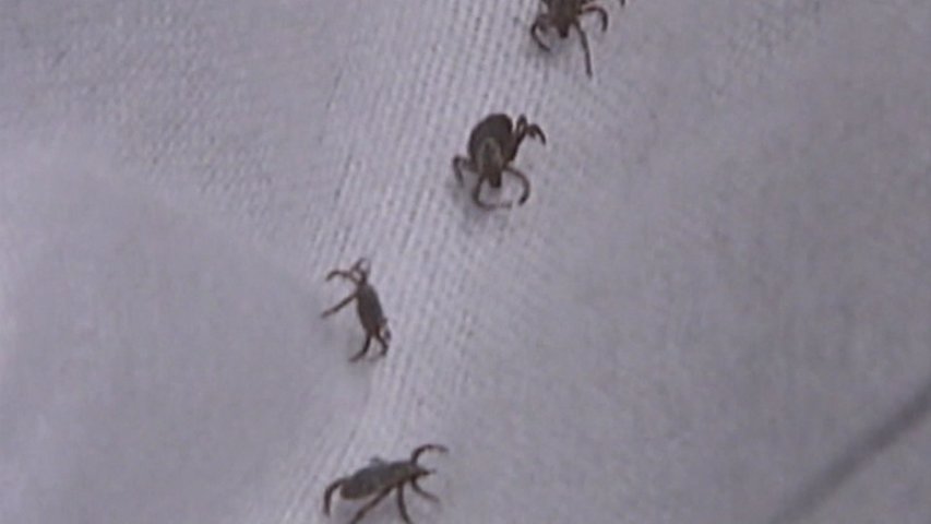 Video thumbnail for Tick season expected to last through holiday season as temperatures drop
