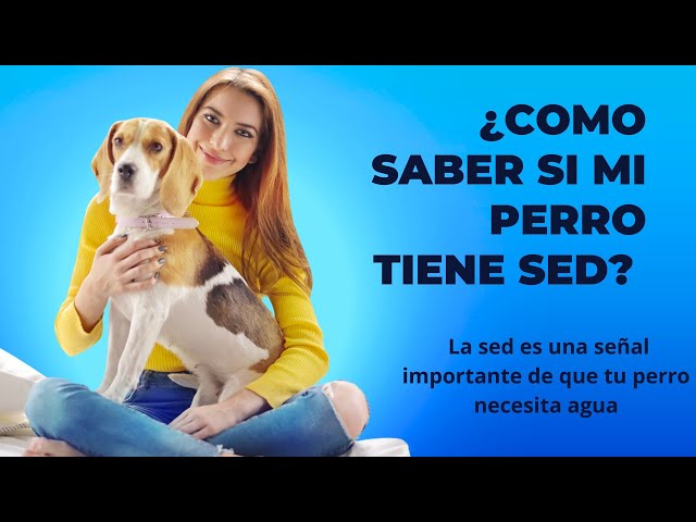 Video thumbnail for ¿Cómo saber si mi perro tiene Sed?