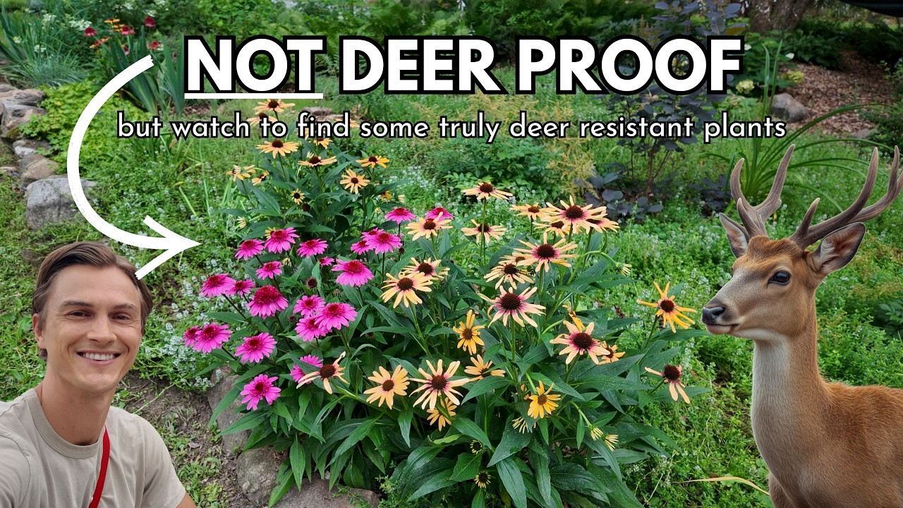 Video thumbnail for 20 DEER PROOF Plants - Truly Deer Resistant