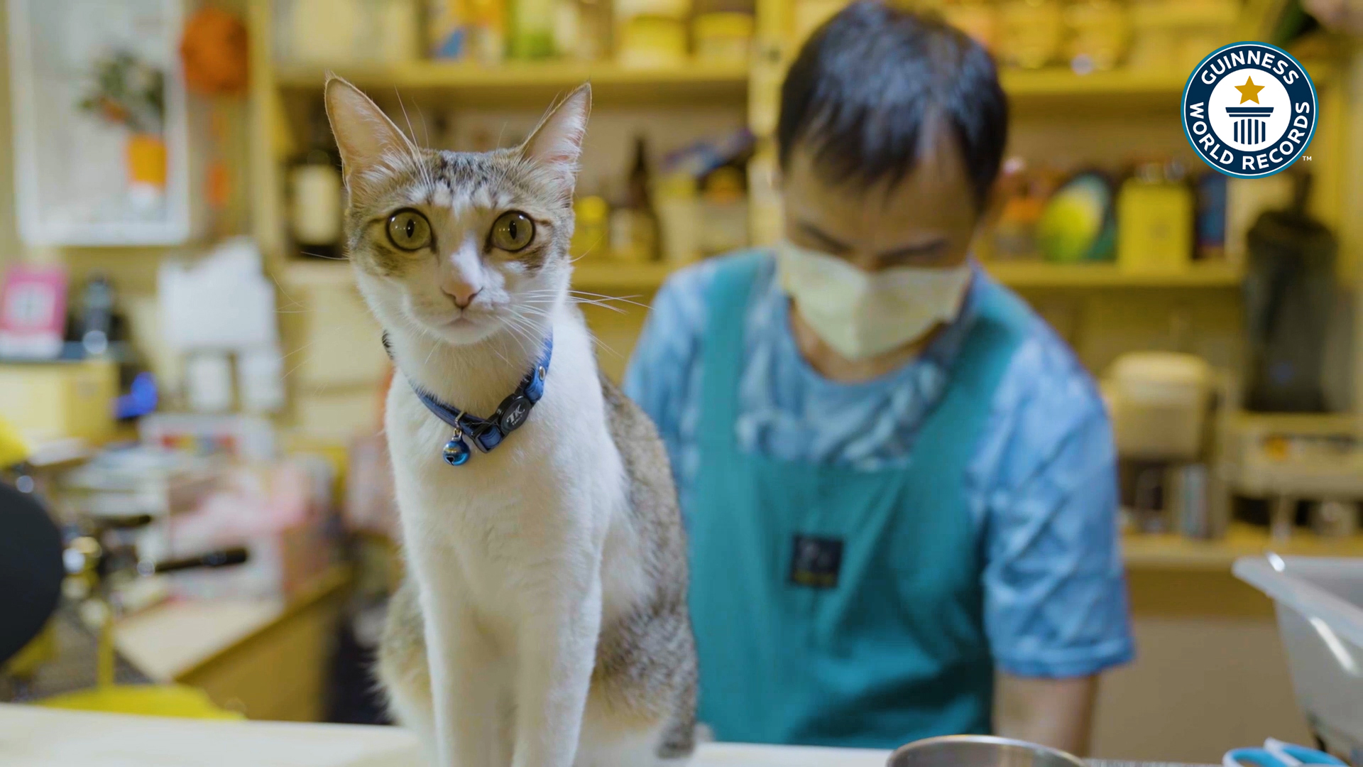 'Video thumbnail for Kitten Garden, Exploring the world's oldest cat café'