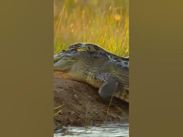 Video thumbnail for The Twist Nobody Saw Coming: Python vs Crocodile #wildlifetwist #animals #shorts