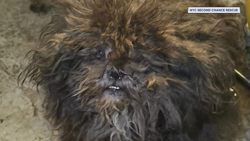 Video thumbnail for 2 dogs rescued from dire conditions in Bronx basement