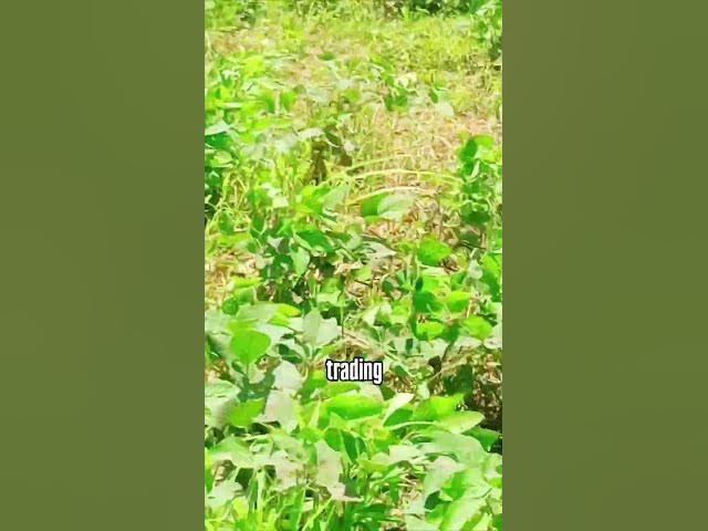 Video thumbnail for GOD is great 😃😃#farming