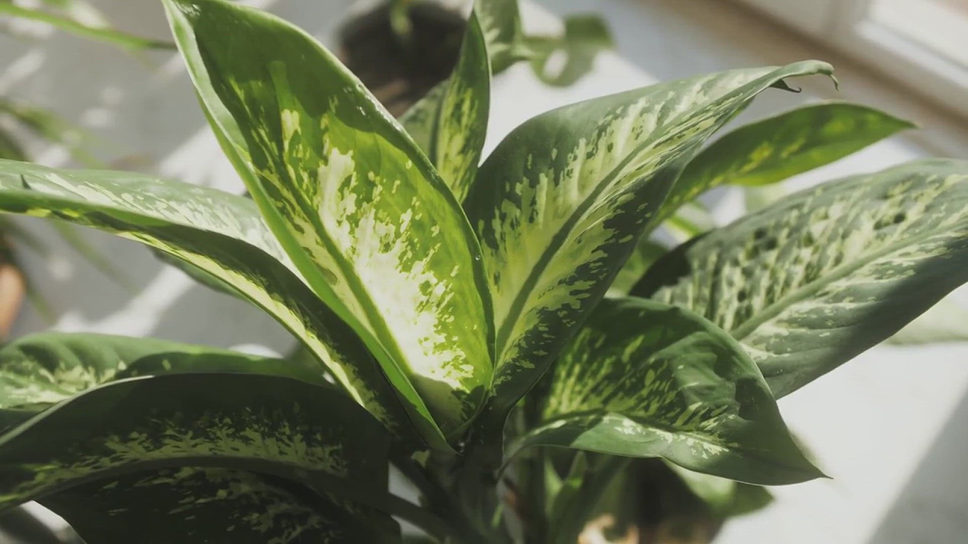 'Video thumbnail for How to Grow Aglaonema'