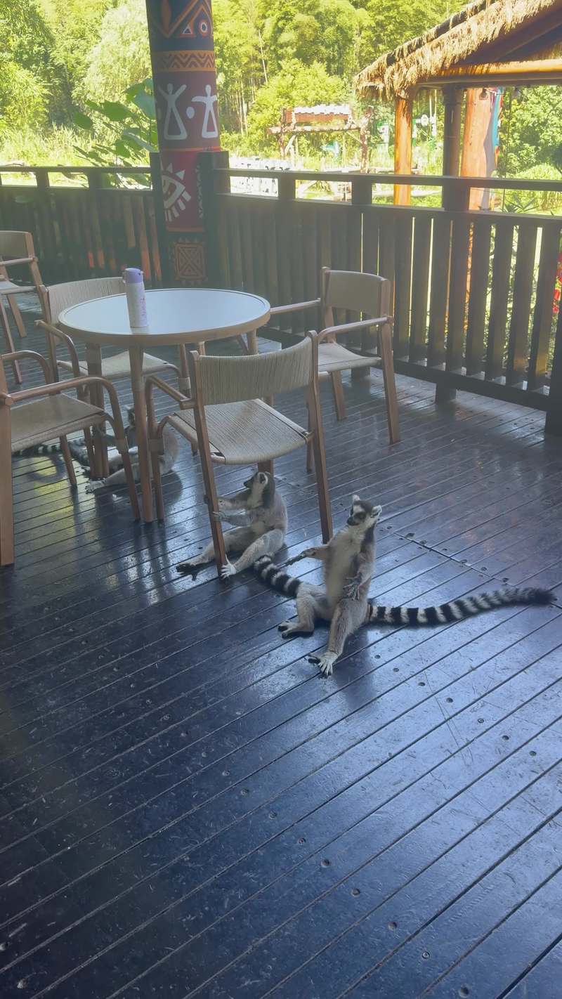 Video thumbnail for Lemurs Lounging like Tourists on a Hotel Terrace in Hangzhou