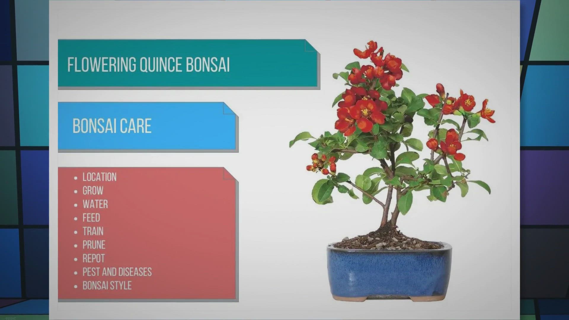 Video thumbnail for Flowering Quince bonsai care