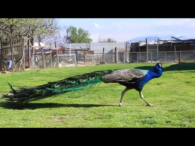 Video thumbnail for Njihuni me kafshët & Shpendët e Kopshtit Zologjik "Ujku Trump" në Gjakovë