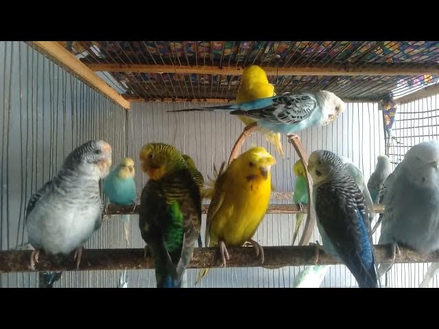 Video thumbnail for Was verrät die Farbe deines Wellensittichs über seine Persönlichkeit 😲💬