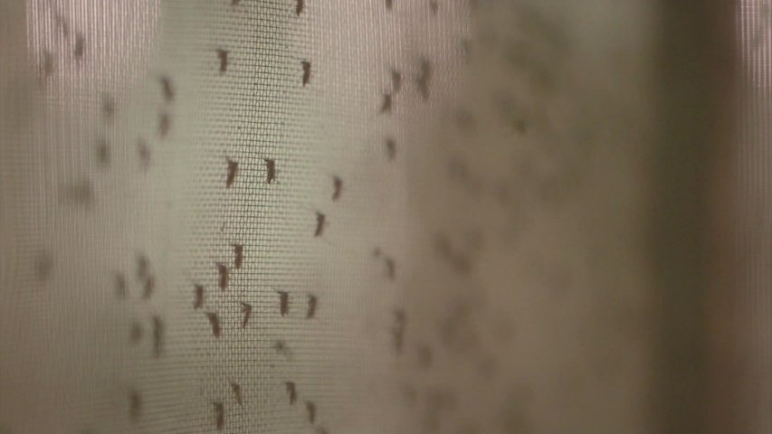Video thumbnail for Dozen more mosquito samples test positive for West Nile virus in Suffolk County