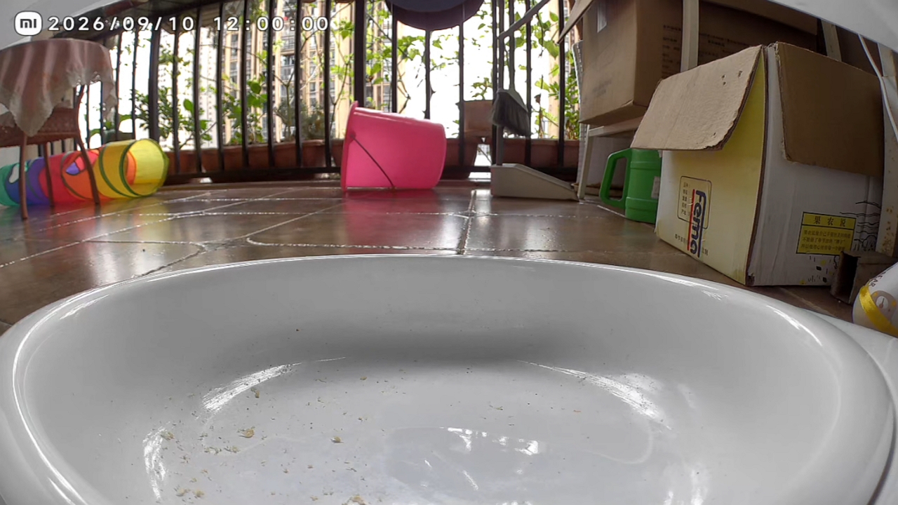 Video thumbnail for Cat Runs Around House with Bag Stuck on It in Chongqing