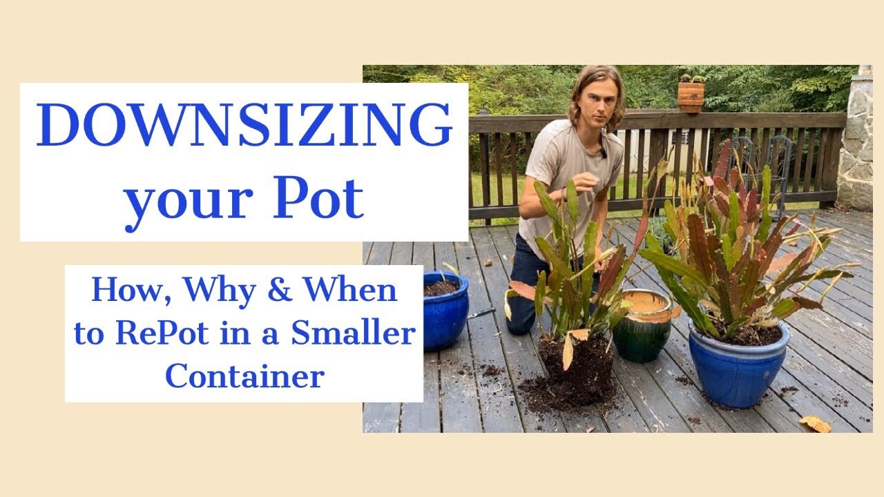 Video thumbnail for DOWNSIZING your Pot: How, When & Why to RePot into a Smaller Pot