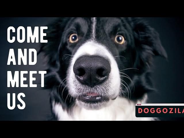 'Video thumbnail for The Waiting Game for Shelter Dogs #helpdogs #feeddogs #shelterdogs #savedogs #doggoslife'