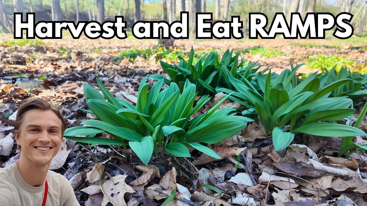 Video thumbnail for RAMPS: Harvesting & Eating this Native Spring Green (Allium tricoccum)
