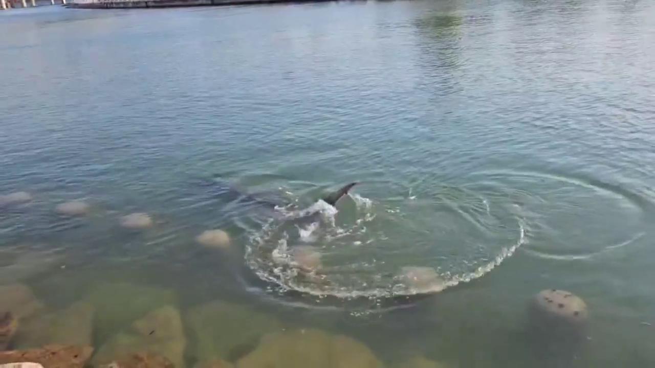 Video thumbnail for South Korea: Giant Shark Swims Into Busan Canal As Thousands Flock To See It.