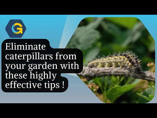Video thumbnail for Eliminate caterpillars from your garden with these highly effective tips !