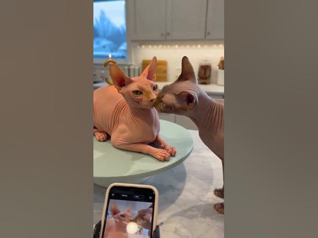 Video thumbnail for Hyper-Realistic Cat Cake Startles Sphynx Cat — Its Reaction Is Hilarious