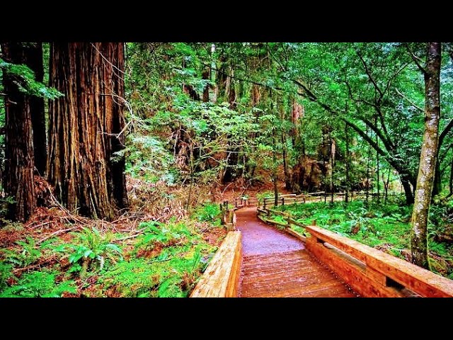 Video thumbnail for Peaceful Forest Walk: Relaxing Sounds and Scenery