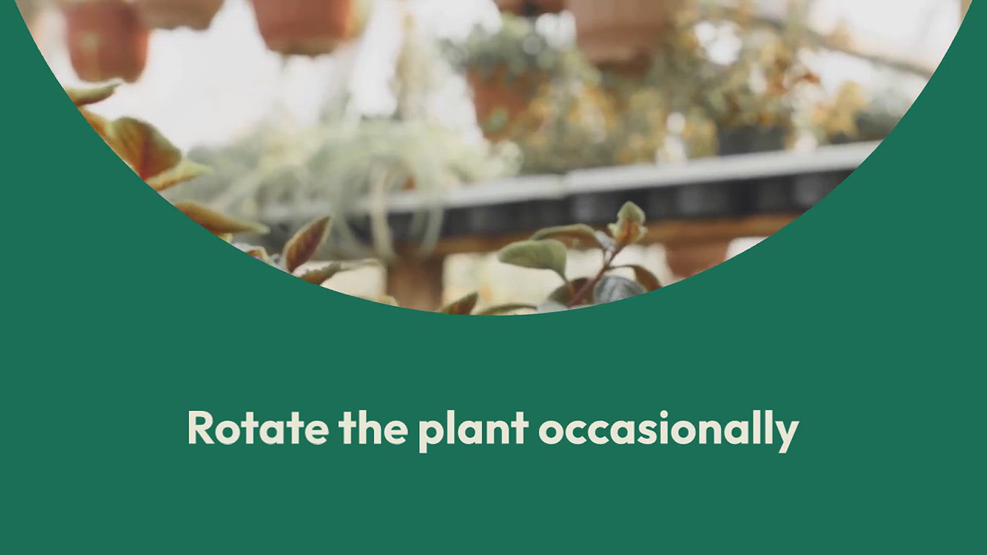 'Video thumbnail for How to Grow Jade Plant in the House'