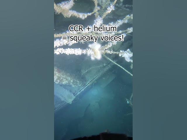 Video thumbnail for Rare find on deep wreck!  #ccr #technicaldiving #rebreather #wreck #wreckdiving #scubadiving #scuba