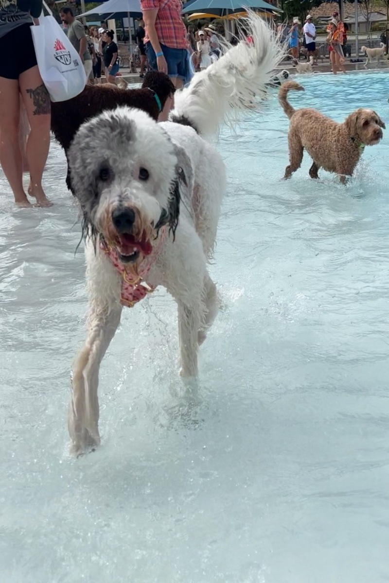 Video thumbnail for Most dogs attending a pool party - 296 dogs achieved by We Love Doodles