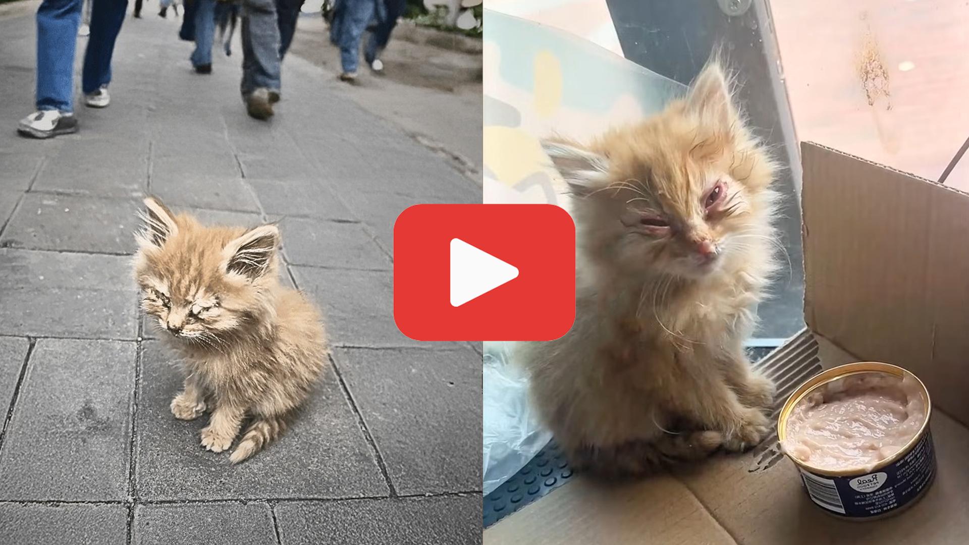 Video thumbnail for A Blind Kitten Sat Hopeless on the Street—Ignored by Those Who Passed