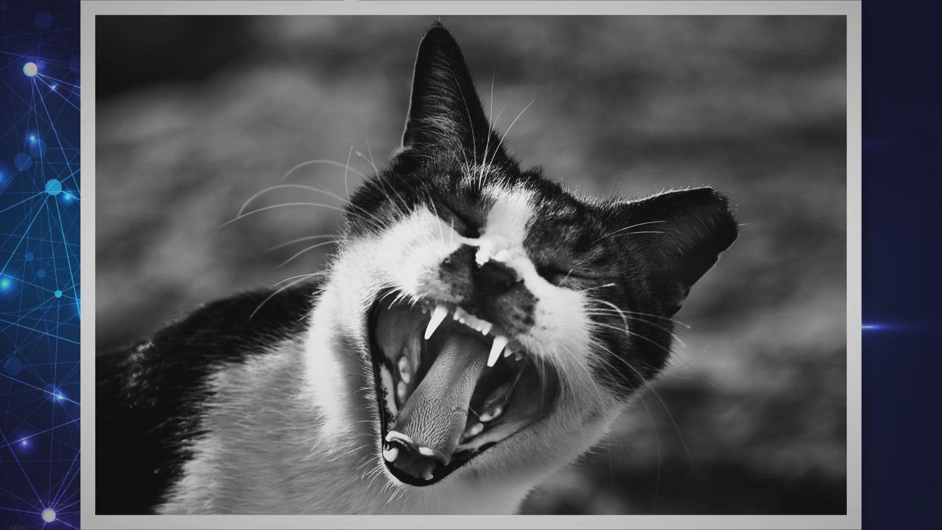 'Video thumbnail for How to Keep Cats Teeth Clean? Helpful Tips!'