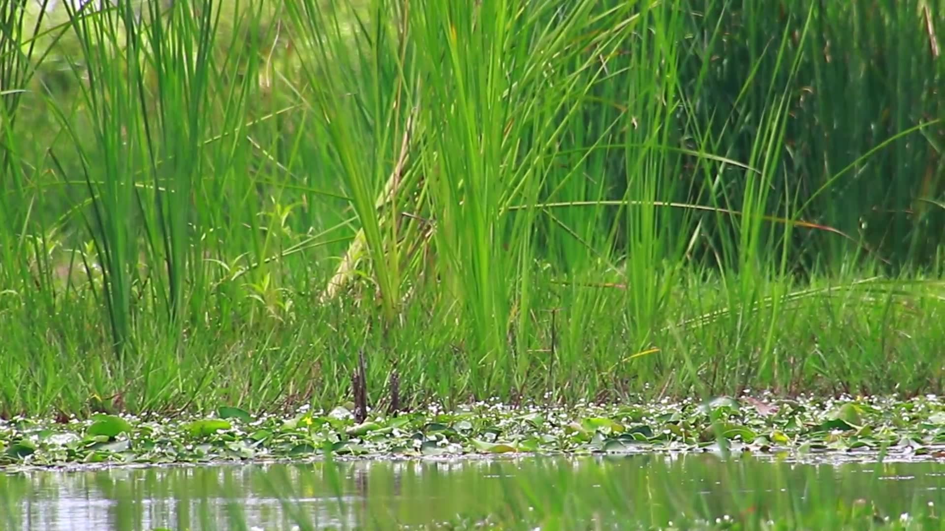 Video thumbnail for In lake bird stay under grass to wait catch fish eat