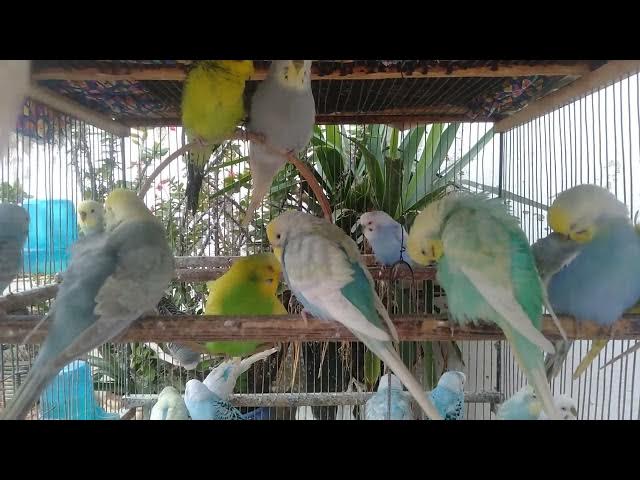 Video thumbnail for 🧘 “Som de paz – foco e serenidade com periquitos 🕊”