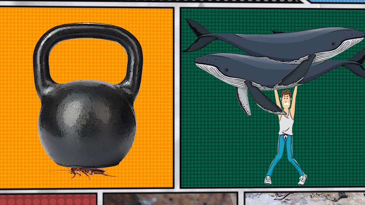 Video thumbnail for Super Animals -- Cockroach