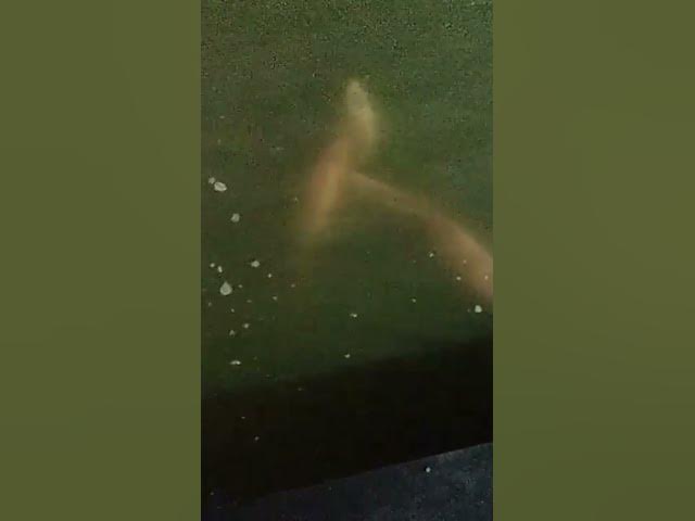 Video thumbnail for #beautifulজলজোসনা #reels #video #love #juichamelivlogs#viralvideo#bgb_bangladesh #bd #life