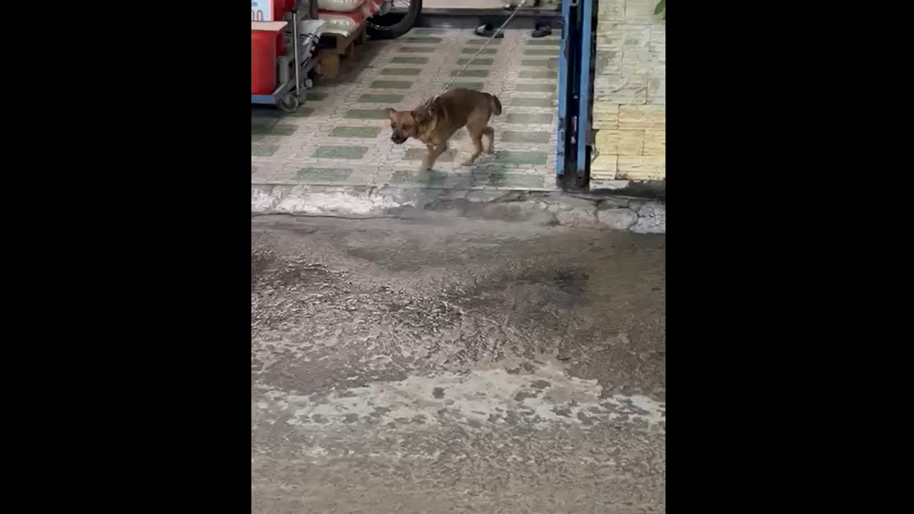 Video thumbnail for Dog Struggles to Move While Tied Near Binh Hung Hoa B Bridge, Ho Chi Minh City