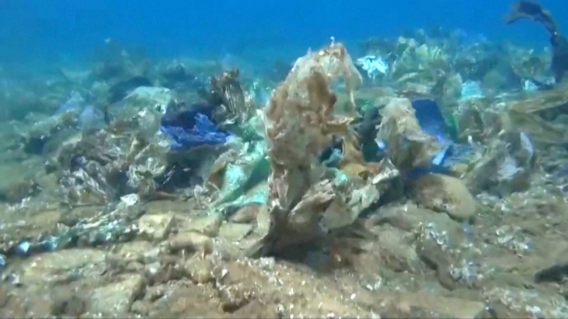 Video thumbnail for Fungi That Eat Plastic Could Help Combat Pollution