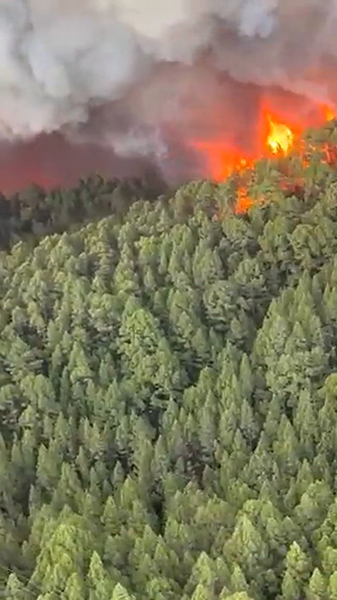 'Video thumbnail for Waldbrand Teneriffa 2023 - IFArafaCandelaria Video-2'