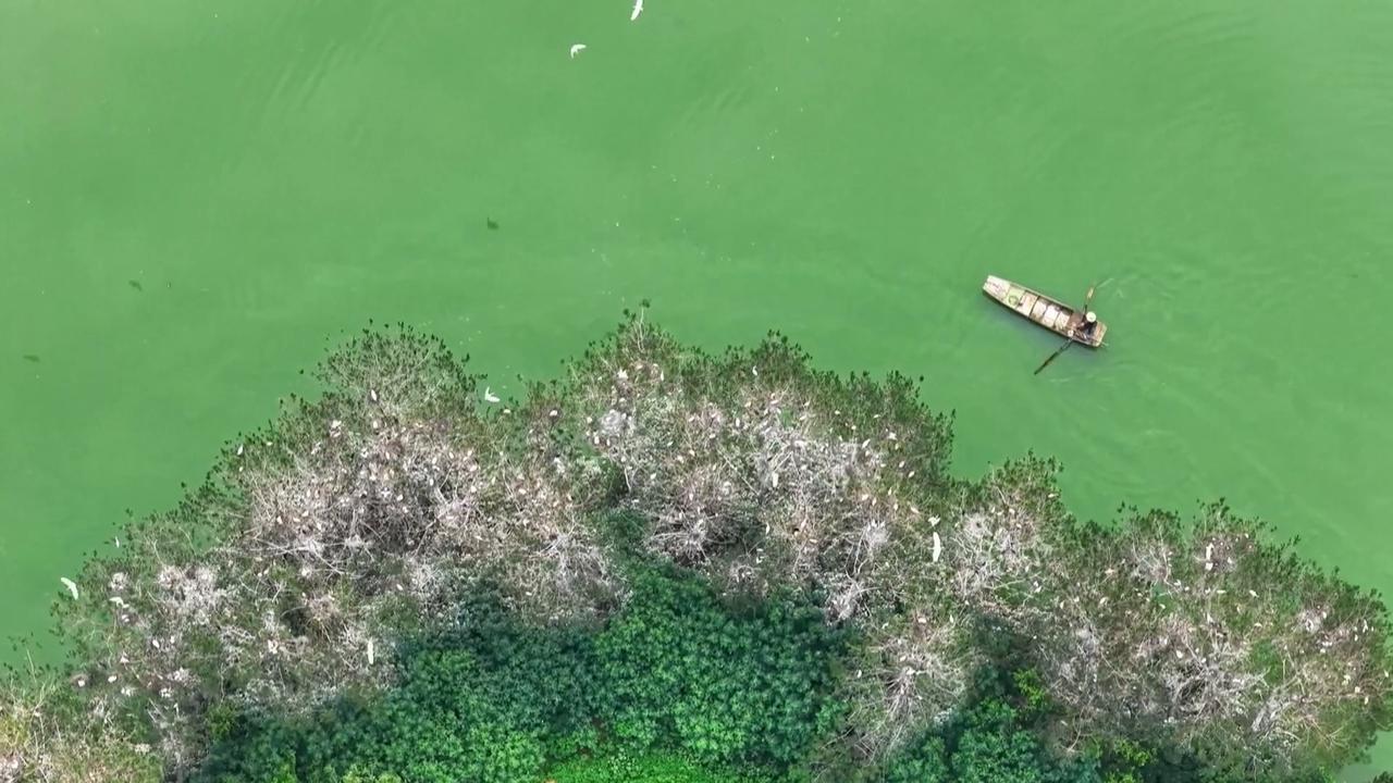 Video thumbnail for China: Tens of thousands of migratory birds nest, breed at wetland in Central China.