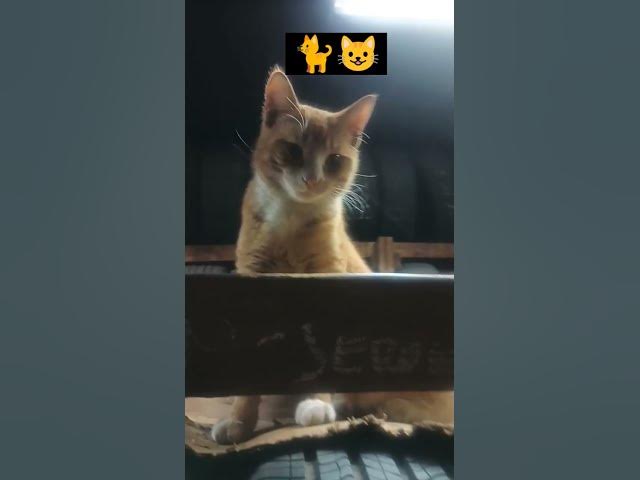 Video thumbnail for me pareció ver un lindo gatito#humor