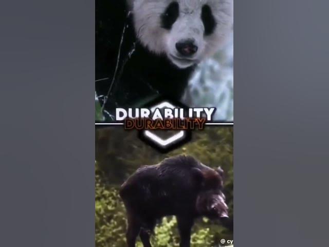 Video thumbnail for Panda vs. Boar | @patrickbell7035