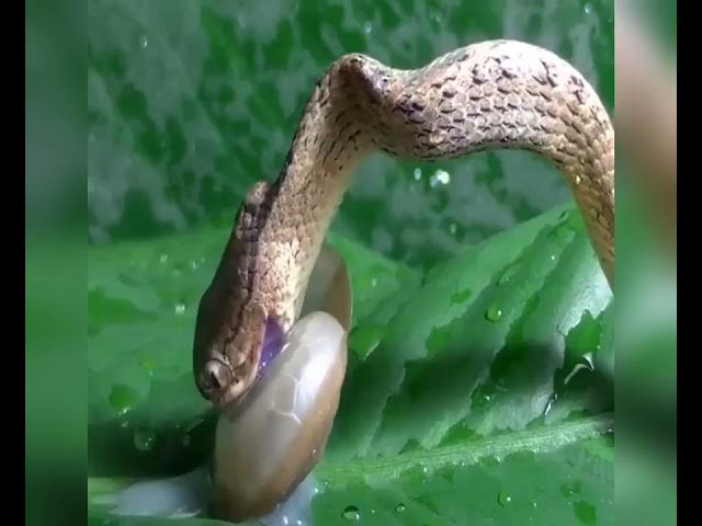 Video thumbnail for Snail 🐌 vs Snake 🐍 in an Epic Showdown