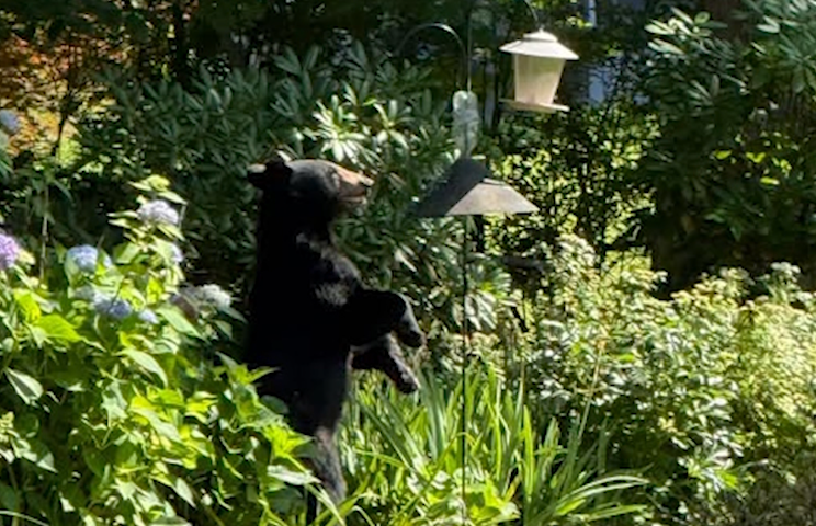 Video thumbnail for Black bear sighting in White Plains neighborhood prompts safety reminder