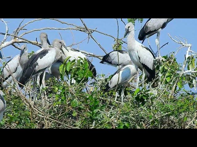 Video thumbnail for the crane family  Natural life bird#birds #nest#nest